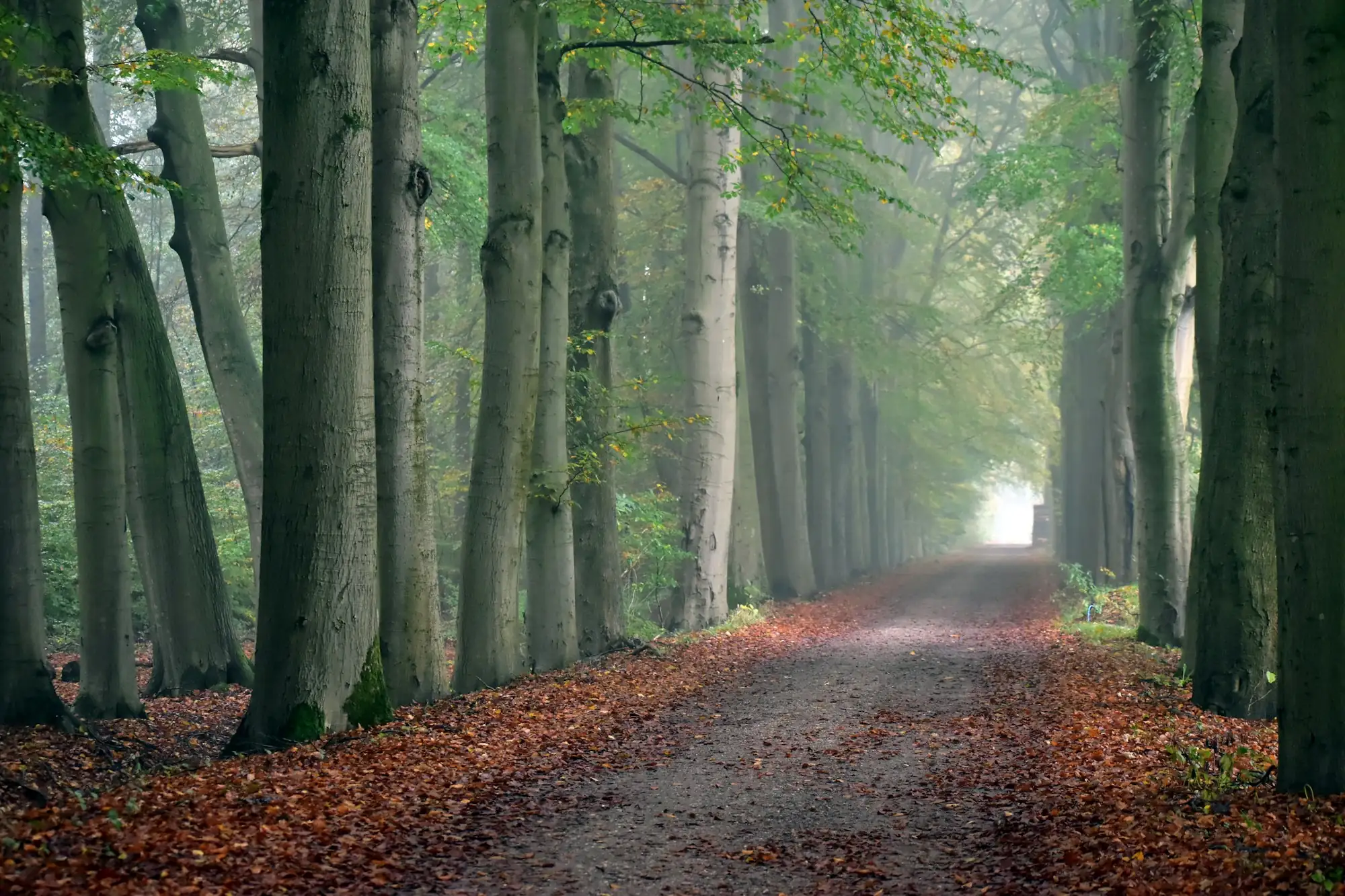 Ein Weg durch eine Buchenallee im weichen Herbstlicht