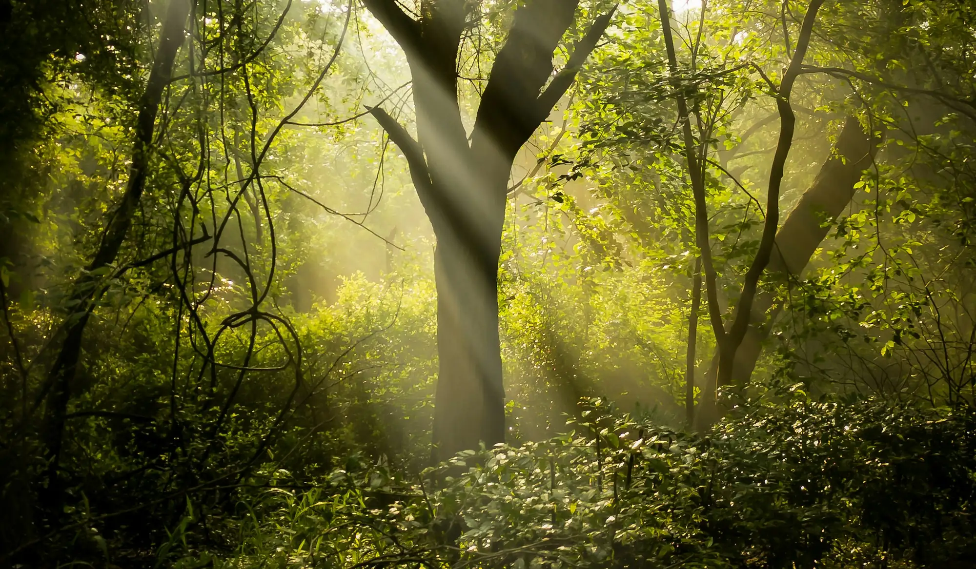 Sonnenstrahlen fallen durch ein grünes Blätterdach