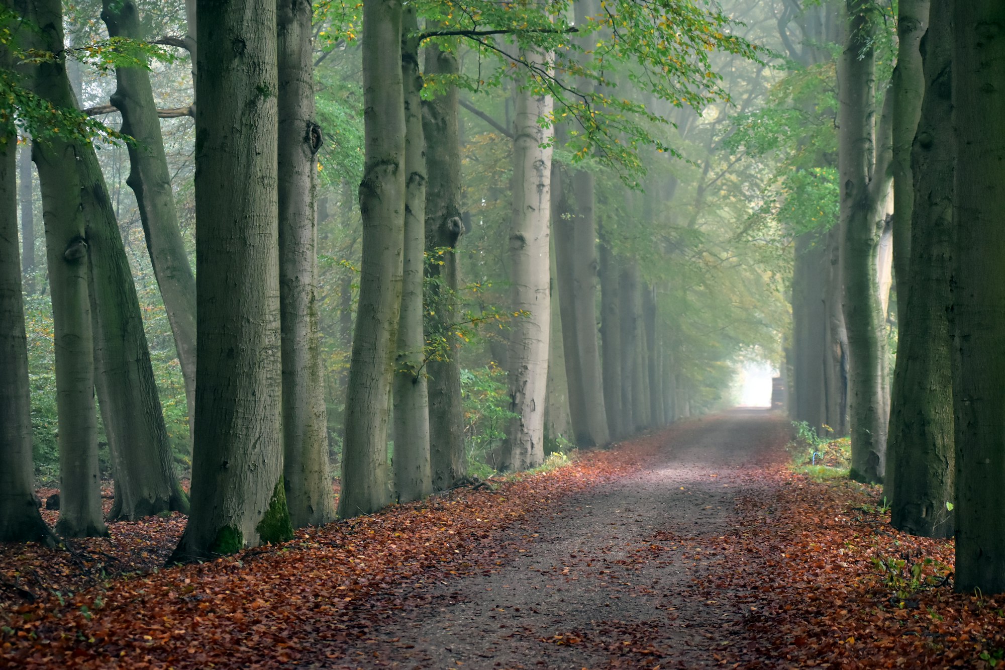 Buchenweg im Herbstlicht Ein Weg durch eine Buchenallee im weichen Herbstlicht