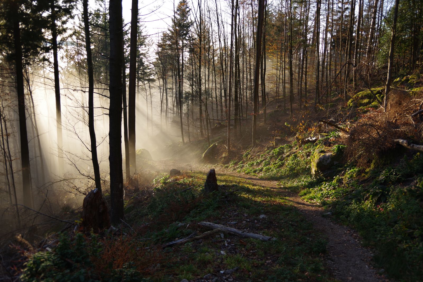Licht durch nebeligen Wald Sonnenstrahlen brechen durch einen nebeligen Wald auf einem Weg